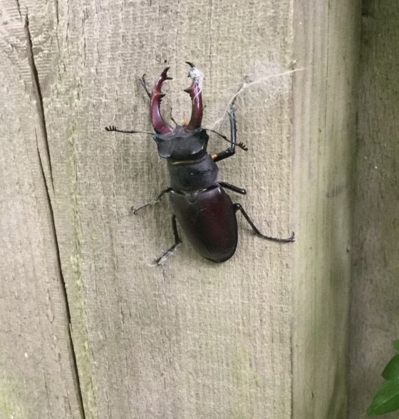  Male Stag Beetle  